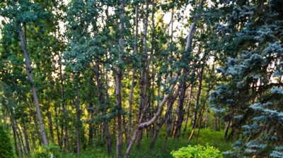 Planted garden with gravel and grass. Photo